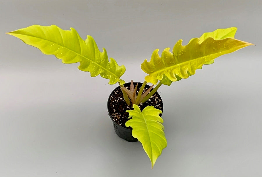 Philodendron Golden Crocodile (Small Plant)