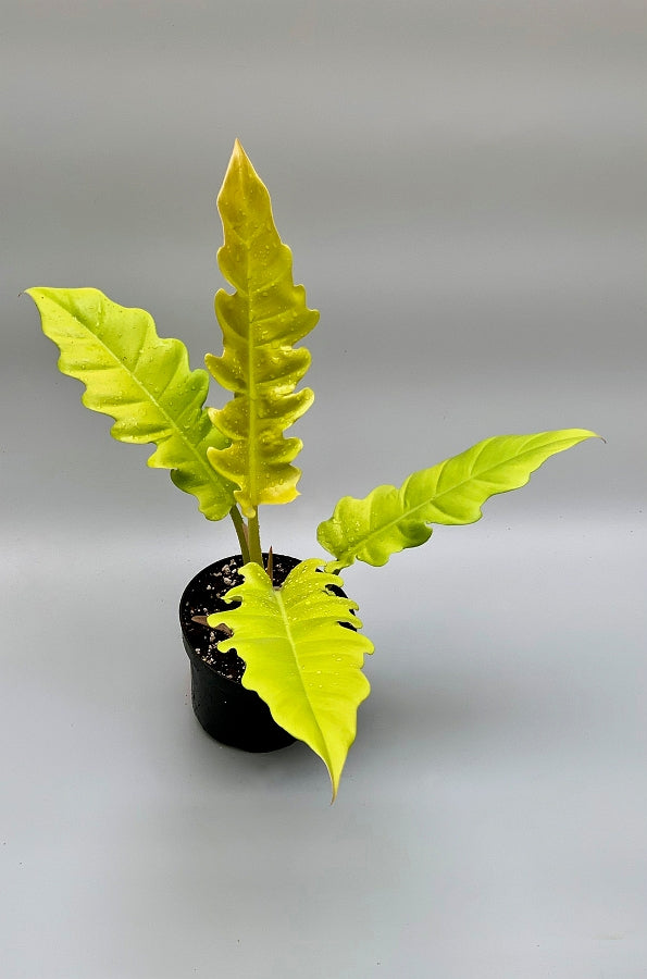 Philodendron Golden Crocodile (Small Plant)