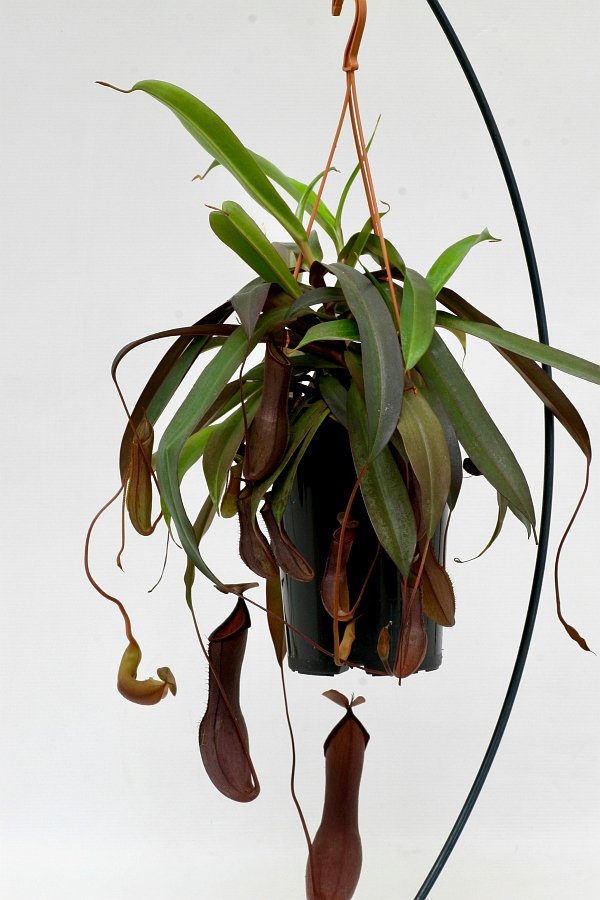 Nepenthes sanguinea "Big Plant"