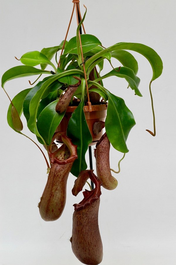Nepenthes St. Pacificus (x ventricosa x insignis) "Big Plant"