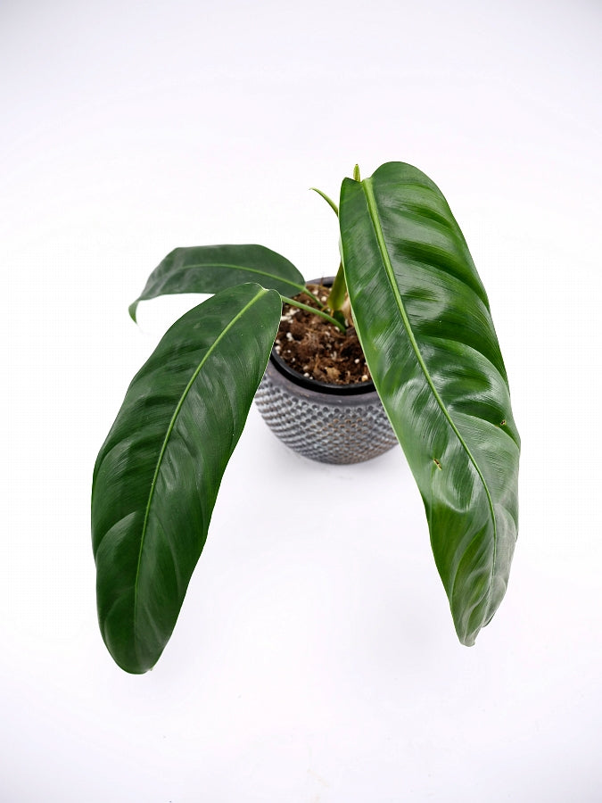 Philodendron patriciae ''Small Leaves''
