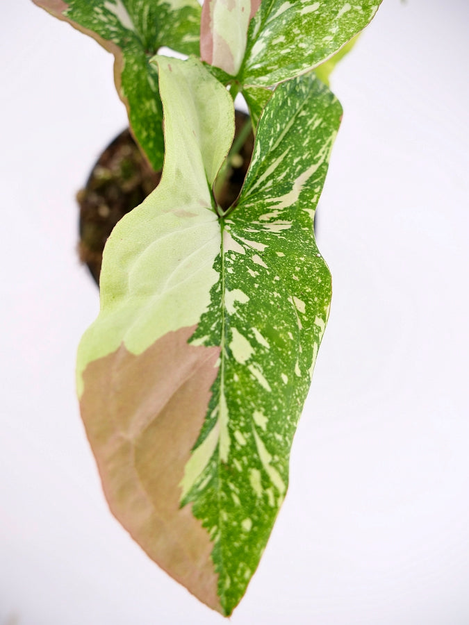 Syngonium Red Spot Tricolor (2 Pflanzen in 1 Topf)