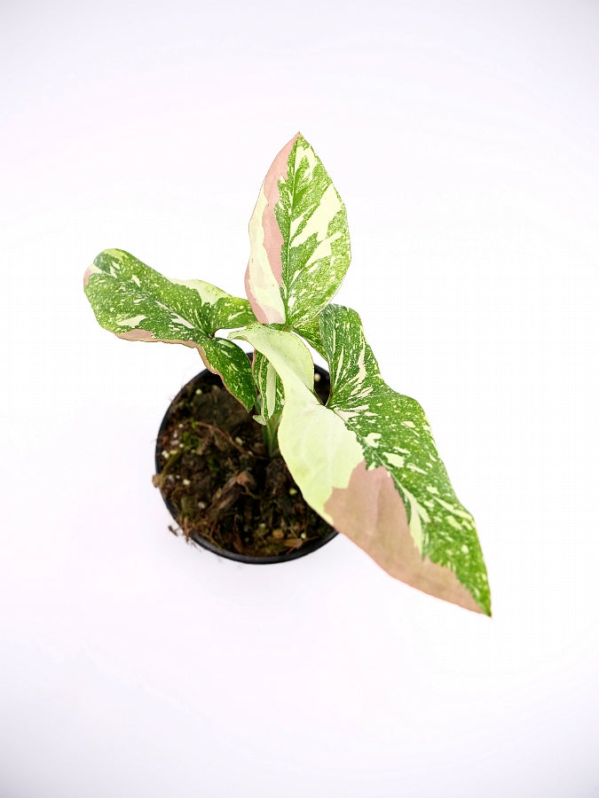 Syngonium Red Spot Tricolor (2 Pflanzen in 1 Topf)