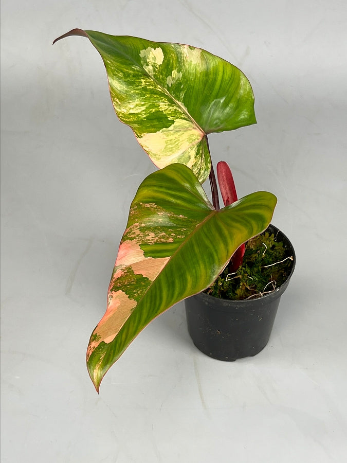 philodendron strawberry milkshake Philodendron Strawberry Shake