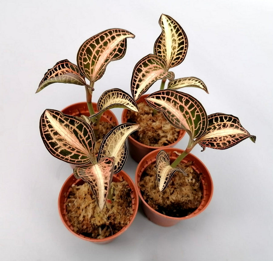 Anoectochilus albolineatus variegata