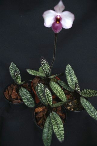 Paphiopedilum delenatii vinicolor