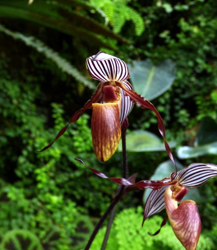 Paphiopedilum gardineri
