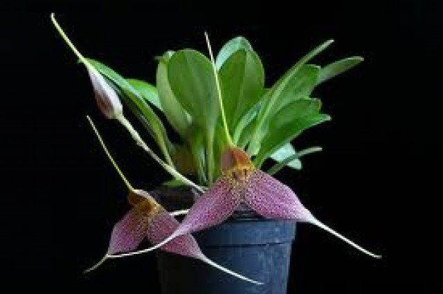 Masdevallia decumana