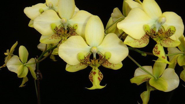 Phalaenopsis stuartiana var. nobilis x Phalaenopsis stuartiana "Yellow"