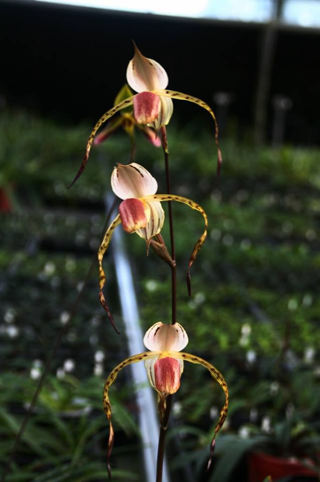 Paphiopedilum stonei "Prancer" x stonei "Humungous" (Nice Big Plant)