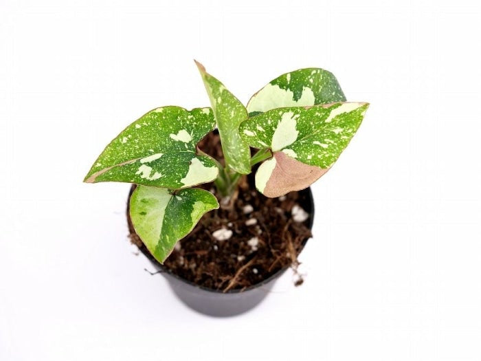 Syngonium Red Spot Tricolor (2 plants in 1 pot)
