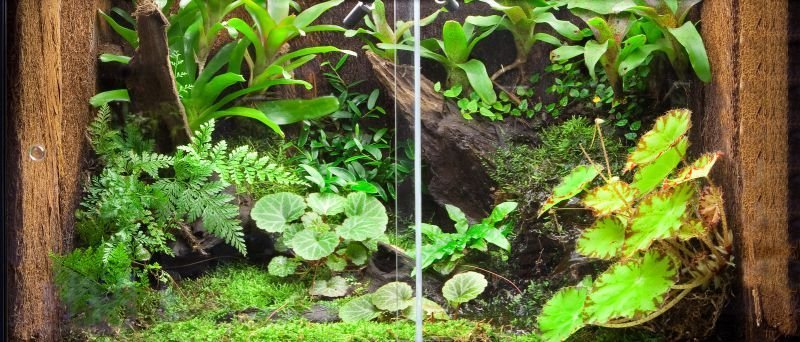 Zachte Boomvaren panelen / Tree fern panels (50 x 20 x 1,5 cm)