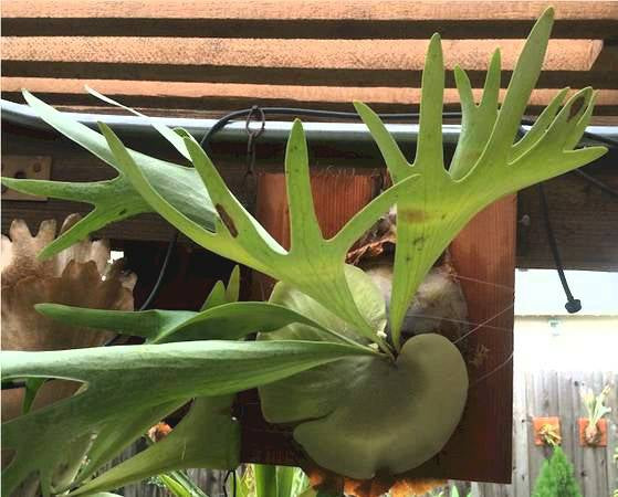 Platycerium hillii dwarf