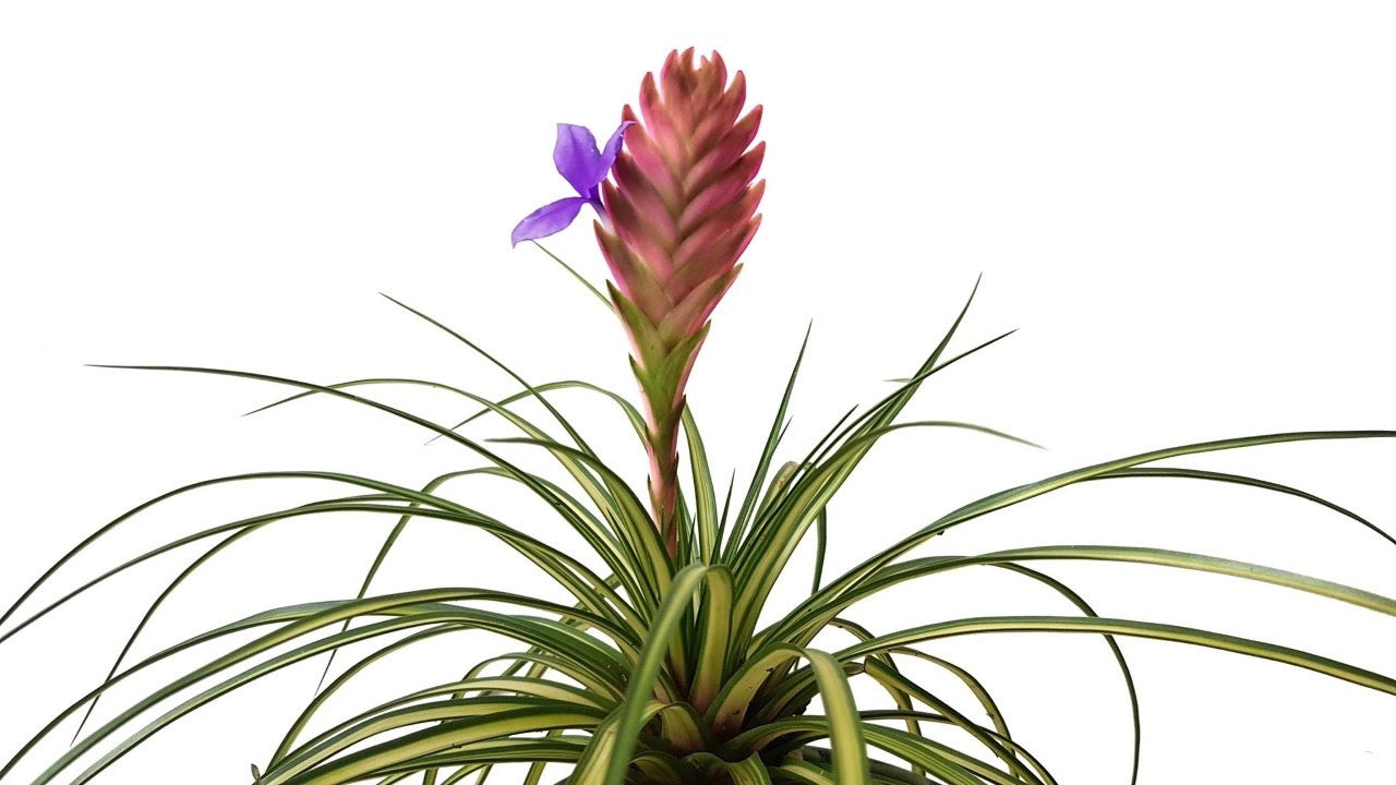 Tillandsia cyanea variegate (Small)