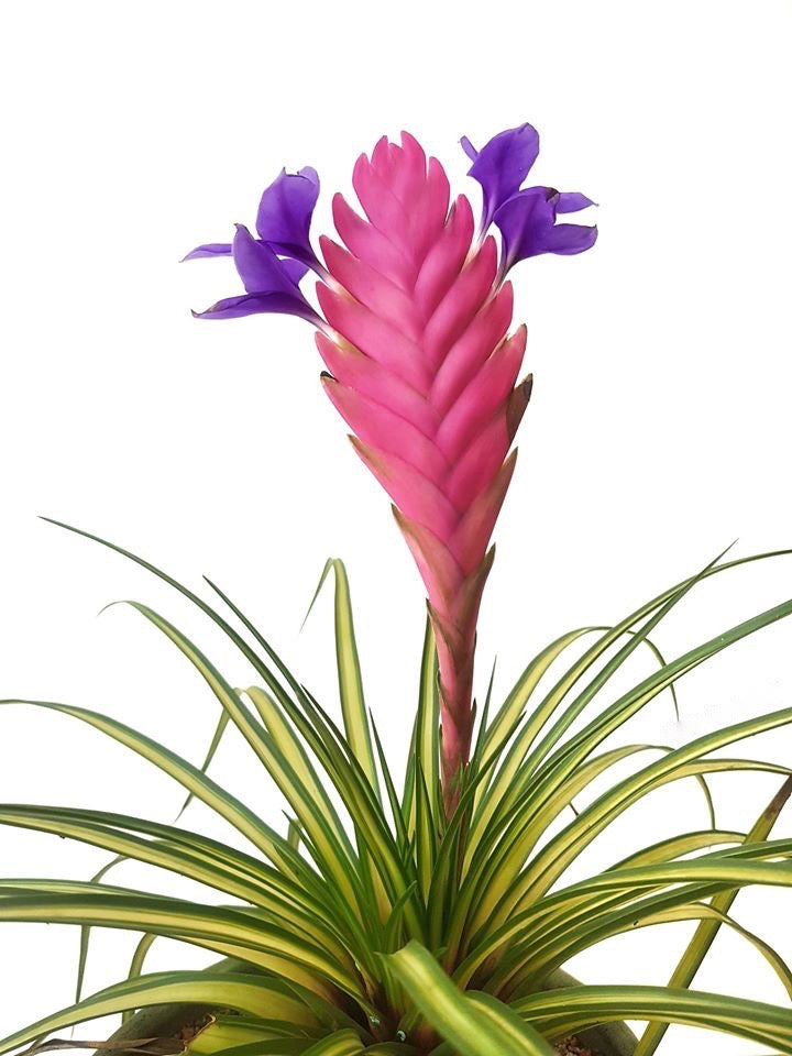 Tillandsia cyanea variegate (Small)