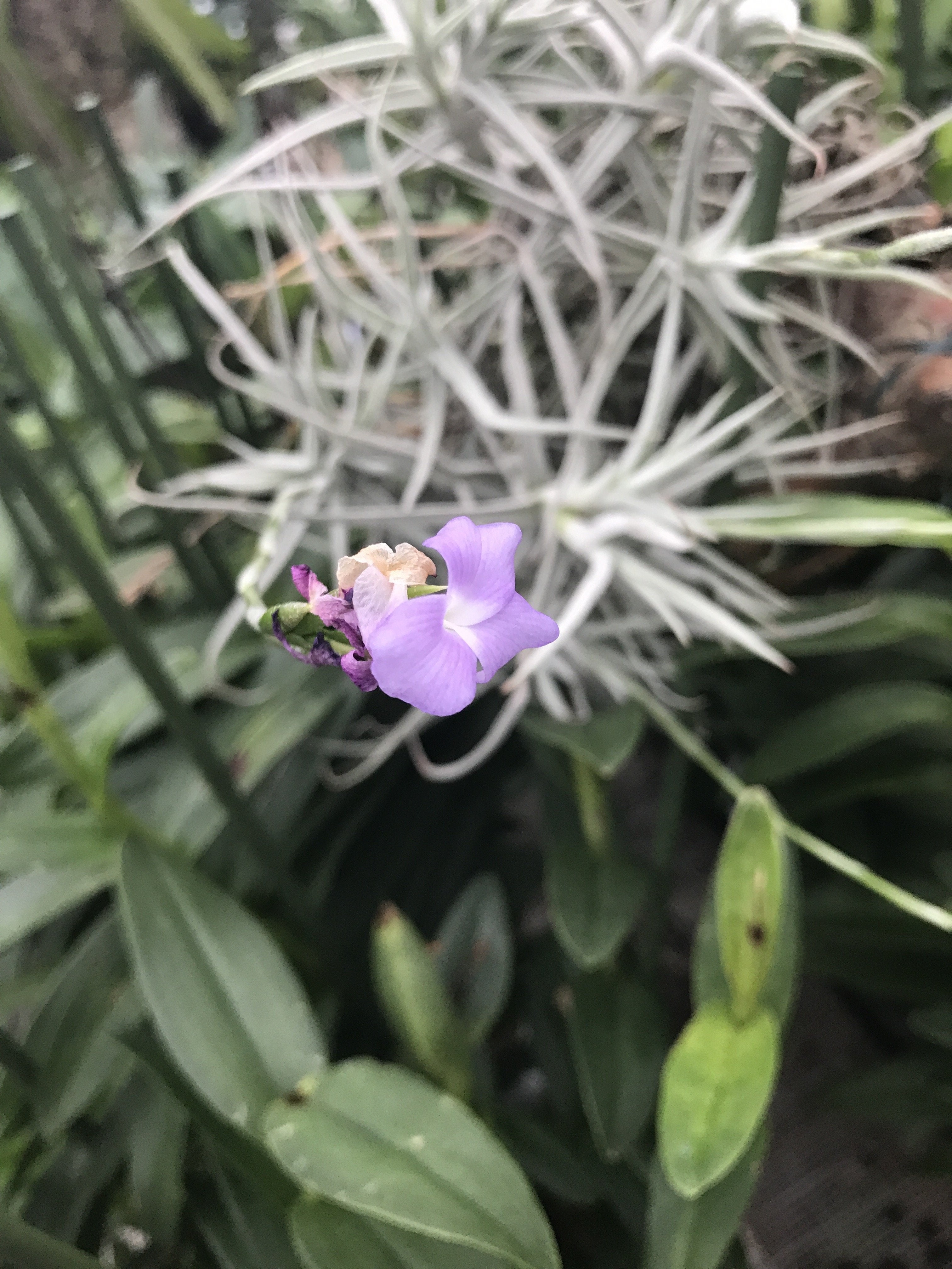 Tillandsia arhiza