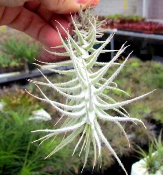 Tillandsia tectorum "Mini Type"