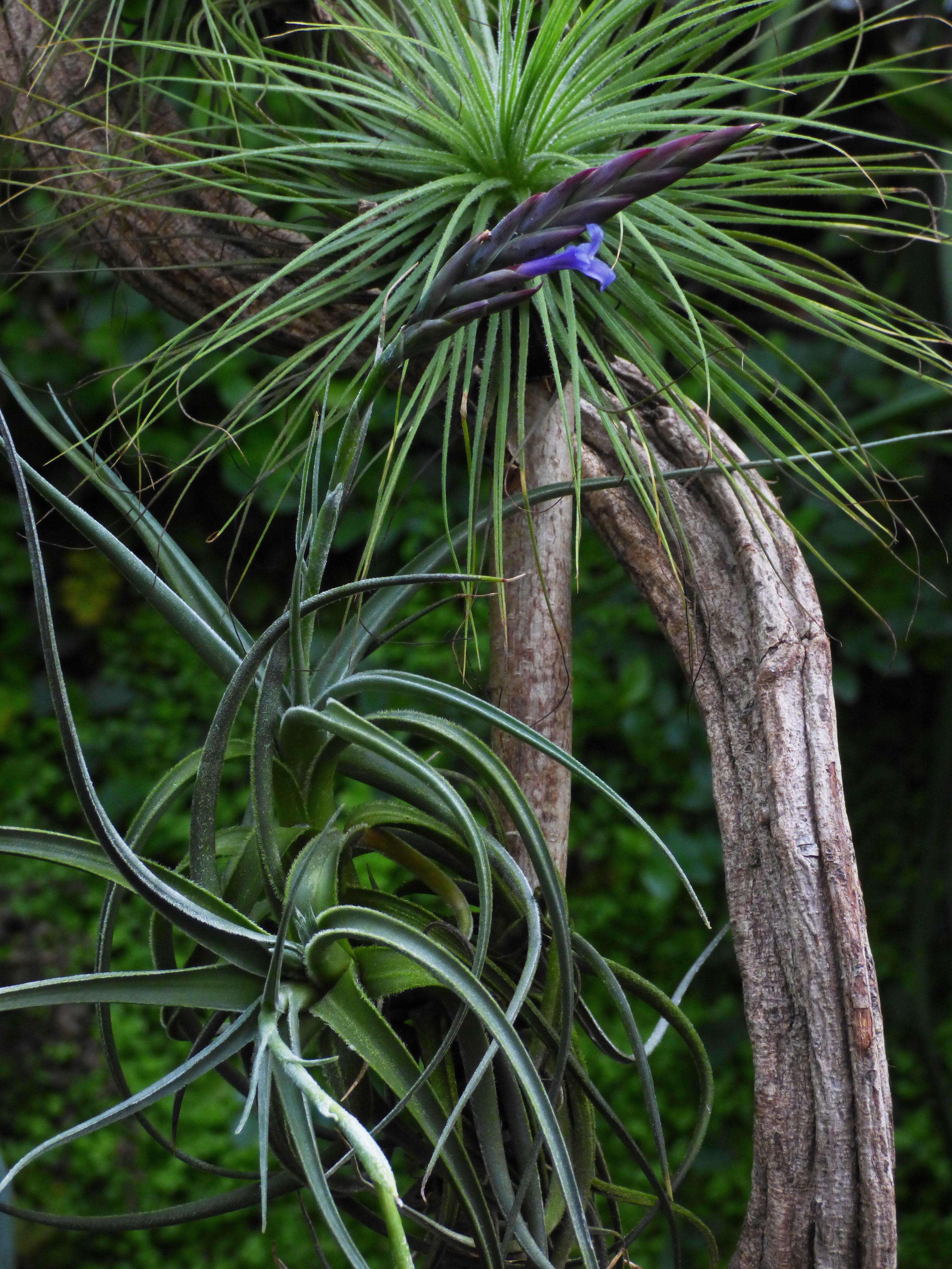 Tillandsia cardenasii