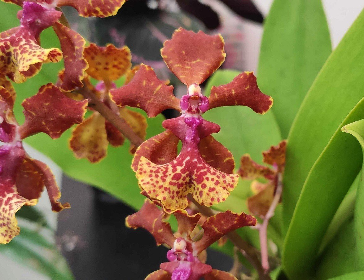 Trichocentrum lancianum x Maureen "Big Plant"