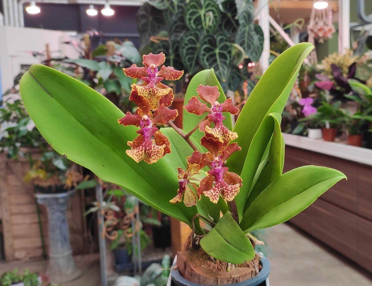 Trichocentrum lancianum x Maureen "Big Plant"