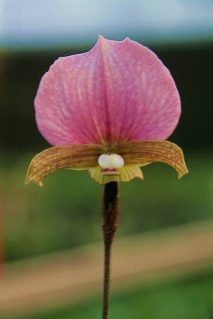 Paphiopedilum charlesworthii "Select" x charlesworthii "Yangji #1"