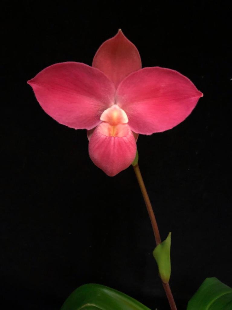 Phragmipedium Fritz Schomburg (Phrag. kovachii x Phrag. besseae) "Big Plant"