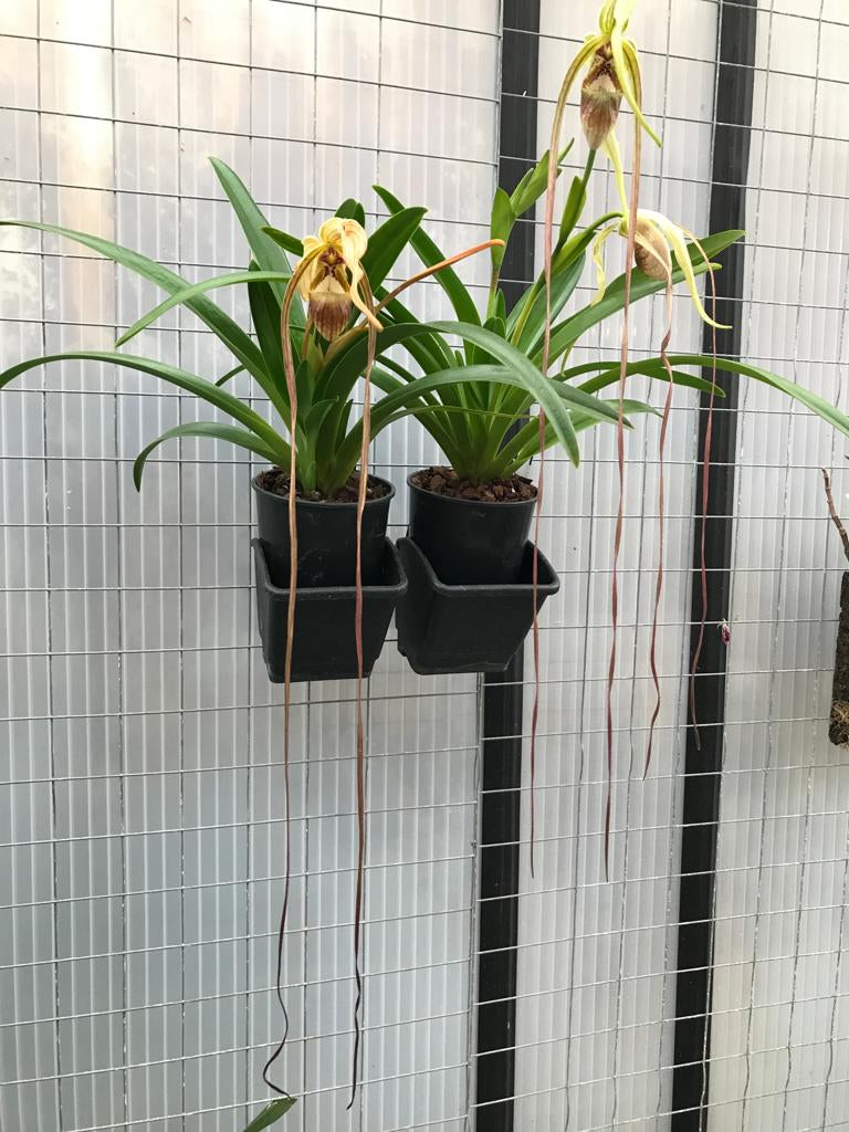 Phragmipedium caudatum var popowii