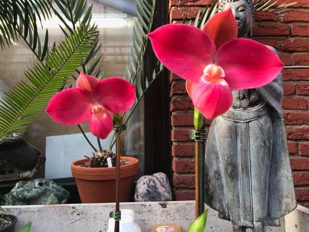 Phragmipedium Fritz Schomburg (Phrag. kovachii x Phrag. besseae) "Big Plant"