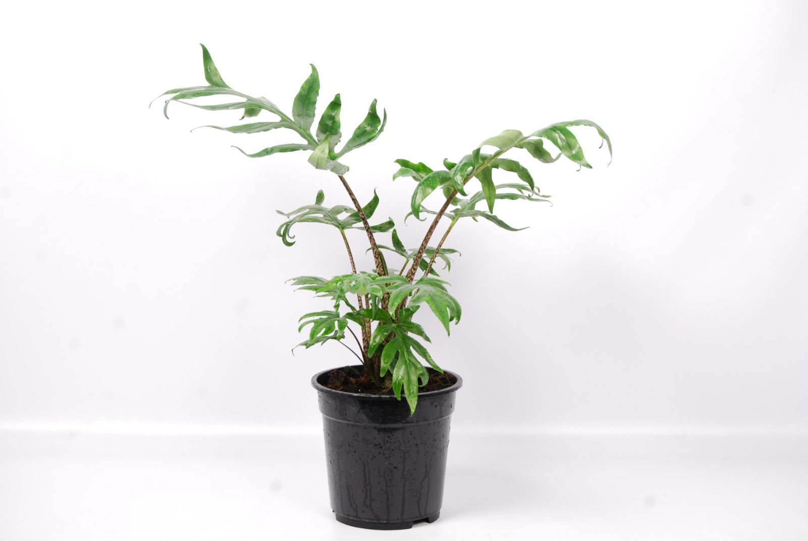 Alocasia brancifolia "Pink Passion"