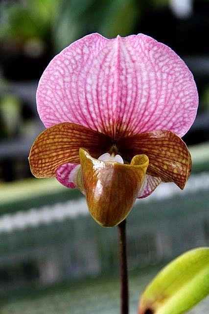 Paphiopedilum charlesworthii "Select" x charlesworthii "Yangji #1"
