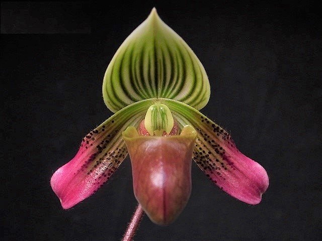 Paphiopedilum urbanianum
