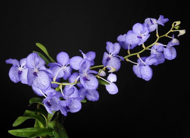 Vanda coerulea (Big)