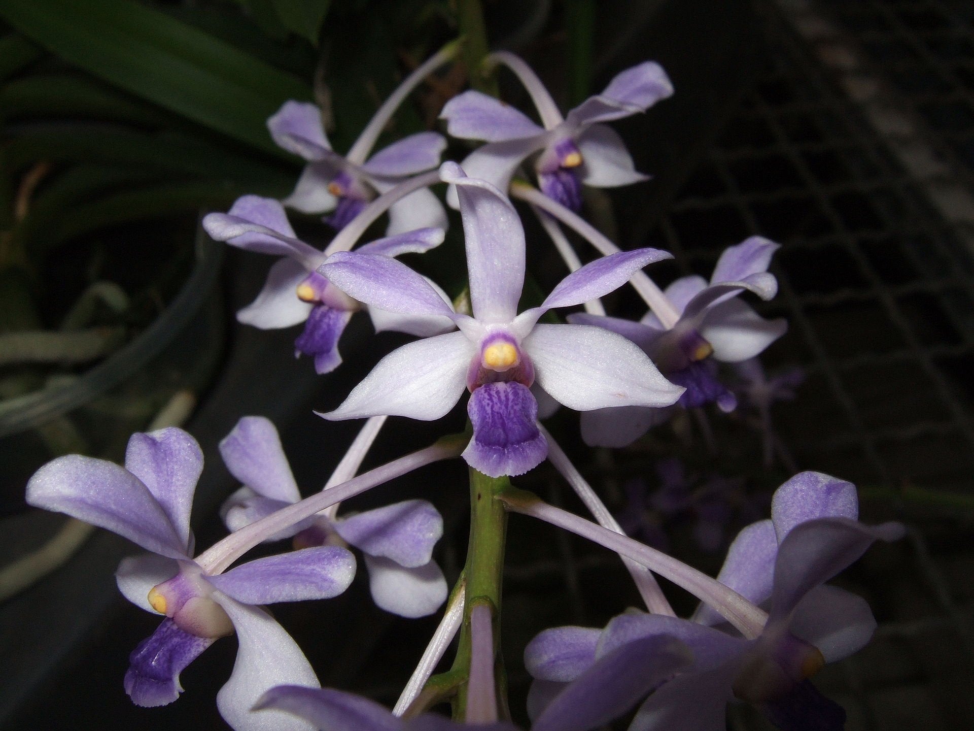 Vanda coerulescens XXL