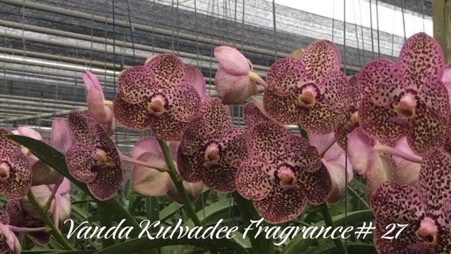 Vanda Kulvadee Parfüm