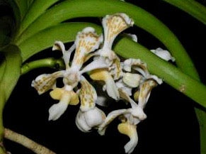 Vanda tricolor var semi alba
