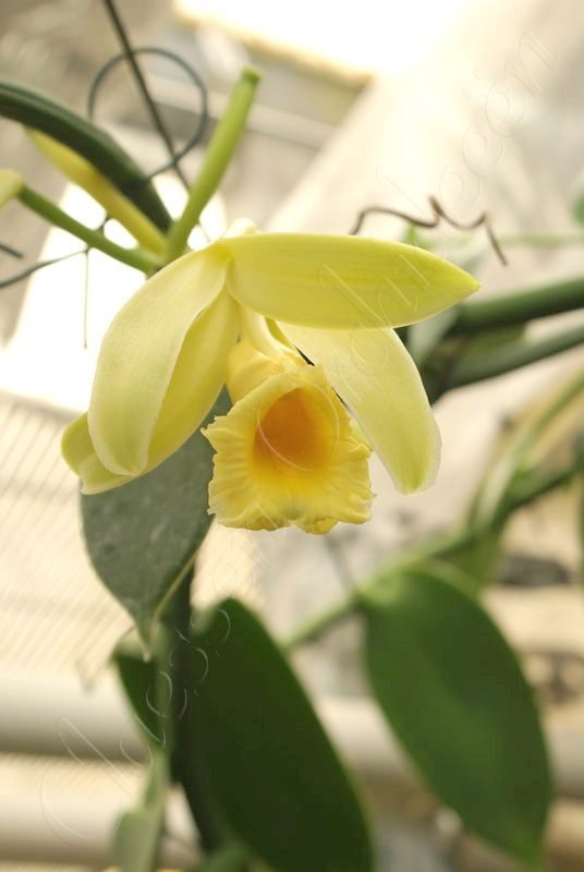 Vanilla planifolia "Green Leaves" kleine Pflanze