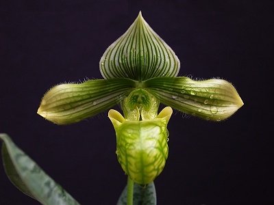 Paphiopedilum venustum "alba" "Big Plant"