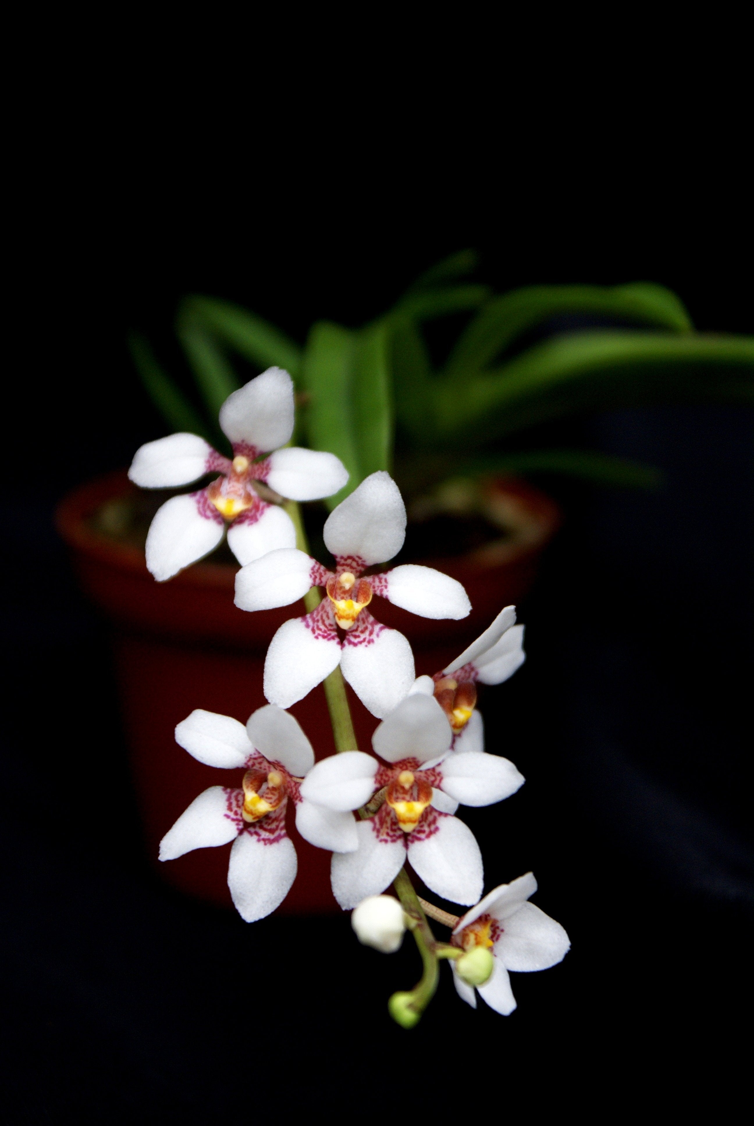 Sarcochilus hartmannii
