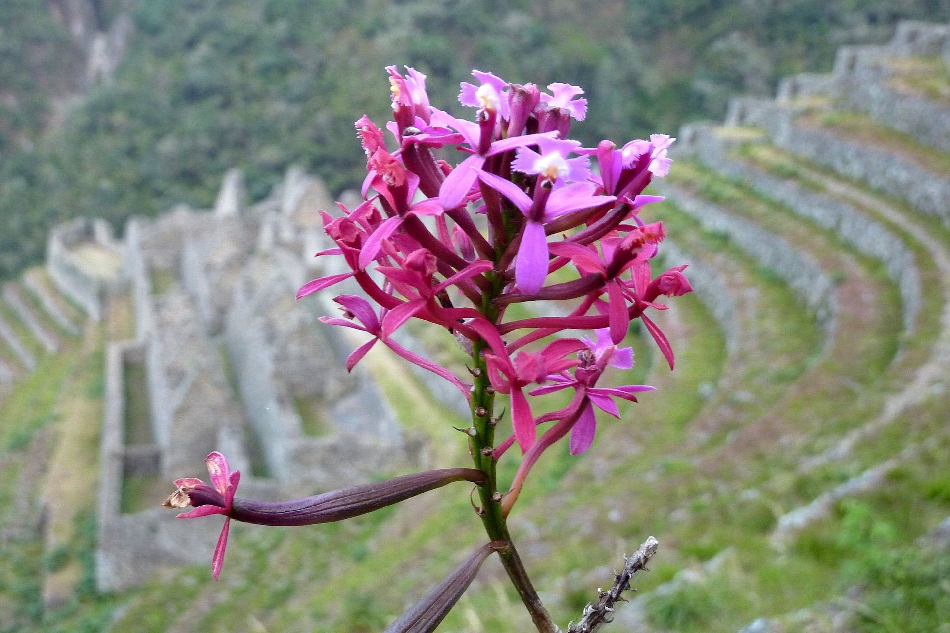Epidendrum secundum var. variegata
