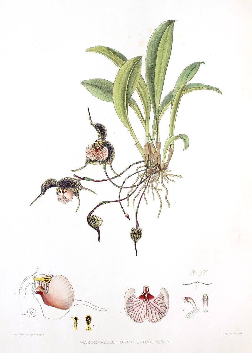 Dracula chestertonii (aaporchidee)