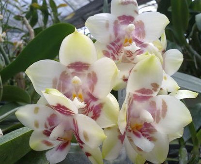 Phalaenopsis Yaphon Gelacea
