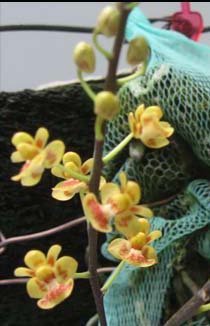 Phalaenopsis chibae