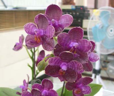 Phalaenopsis I-Hsin Spot Eagle