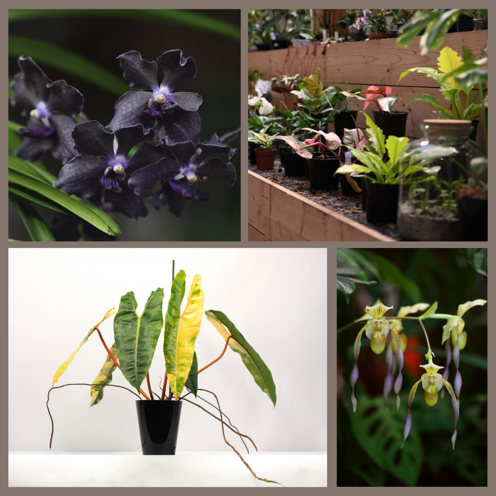 Retrospective The tours of the orchid nursery Claessen in Limburg