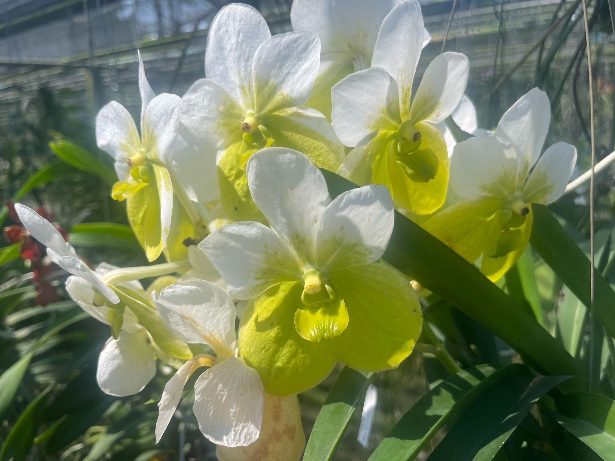 Vanda sanderiana alba