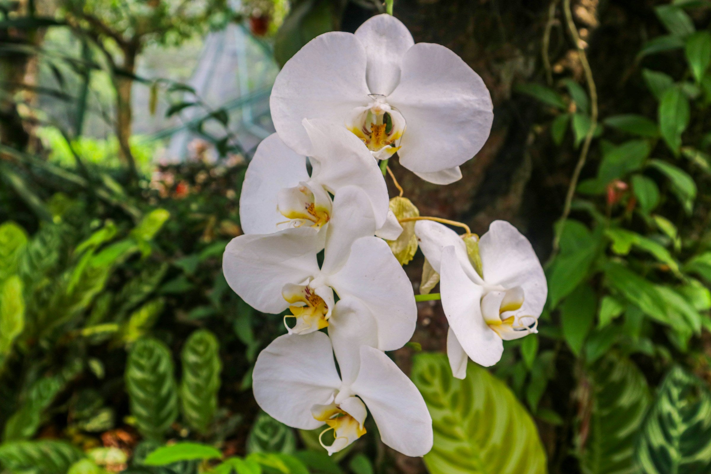 Witte vlinderorchidee in een boom