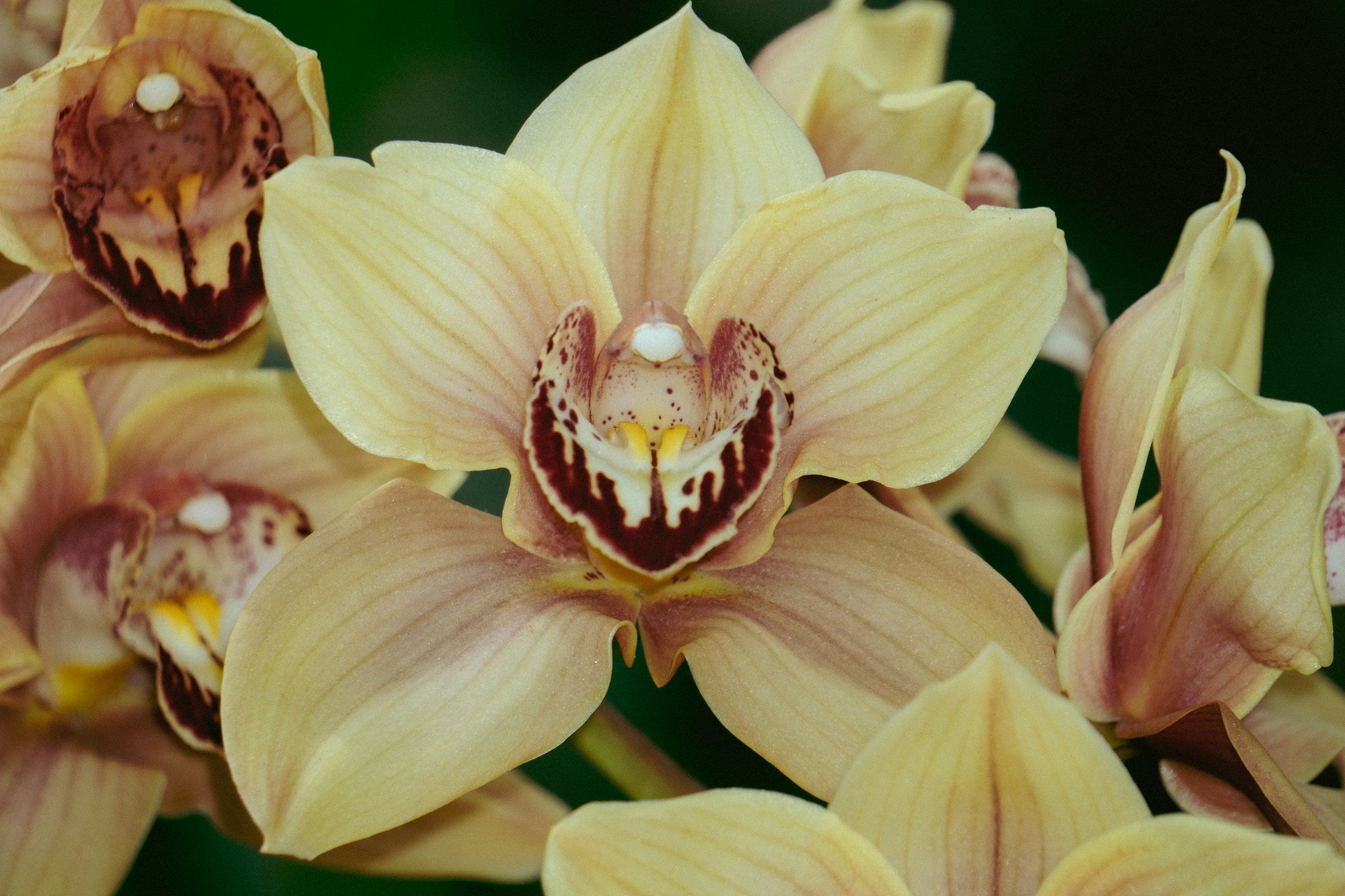 De extase van de voorjaarsbloei bij orchideeën: Planten die jij moet overwegen!