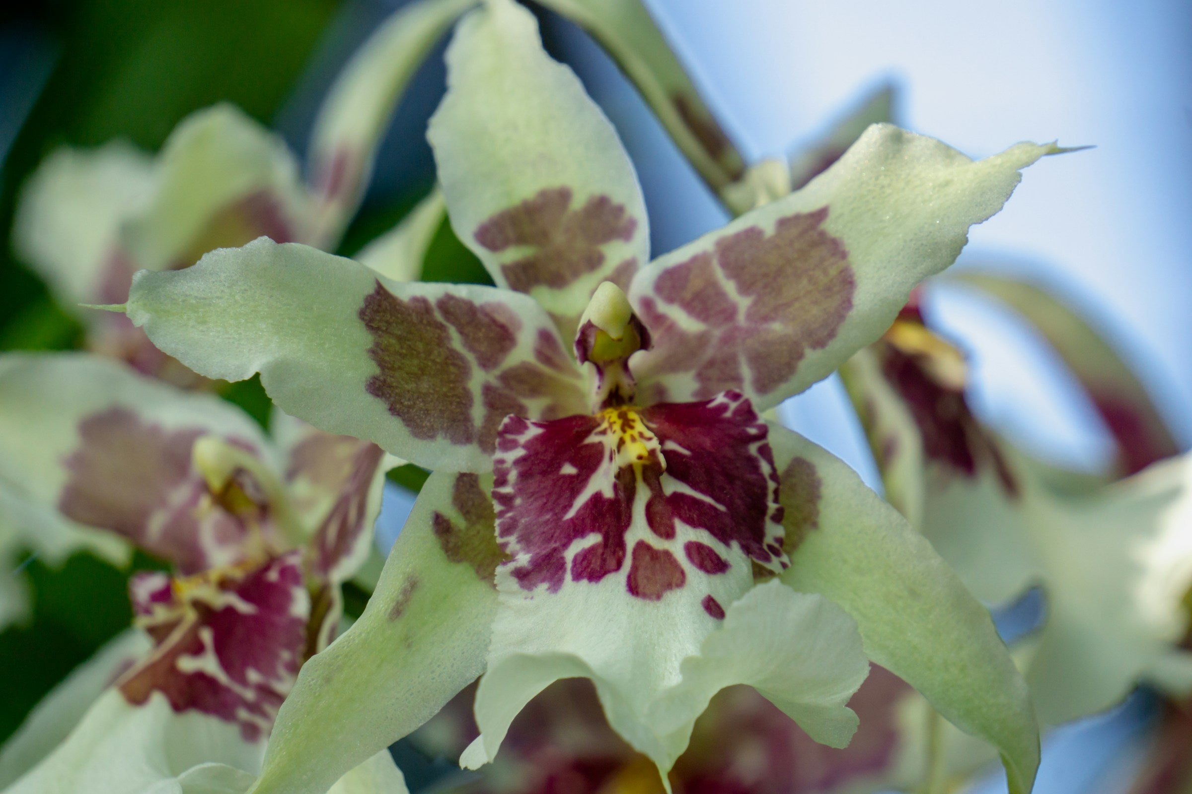 Beallara "Tahoma Glacier" white flowers with bright pink spots