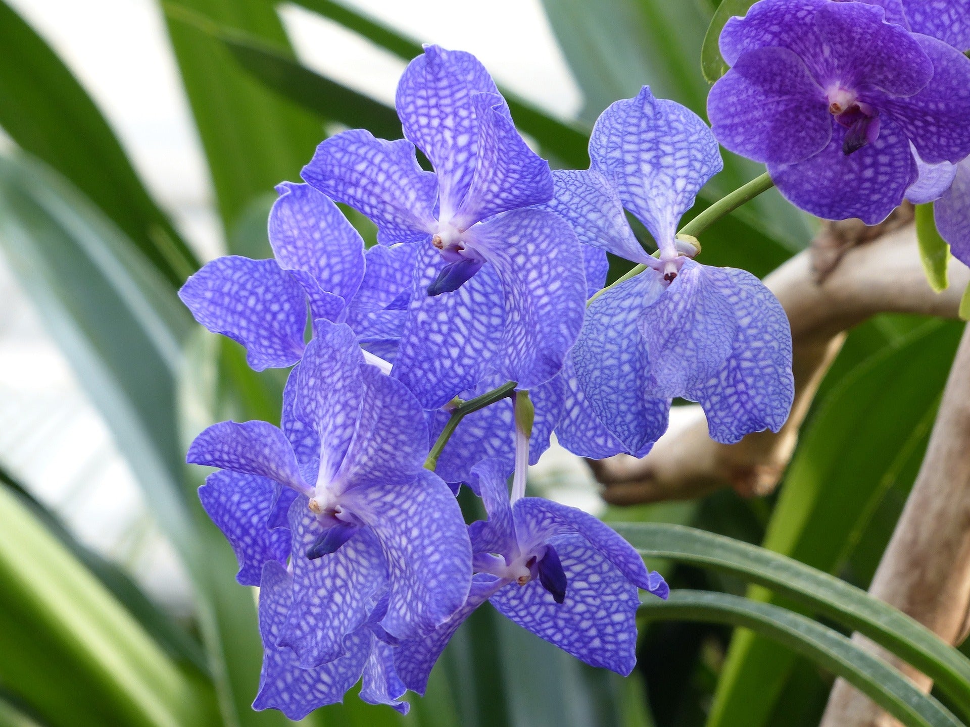 Blauwe orchideeën: Natuurlijke soorten en de bijnaam 'coerulea'