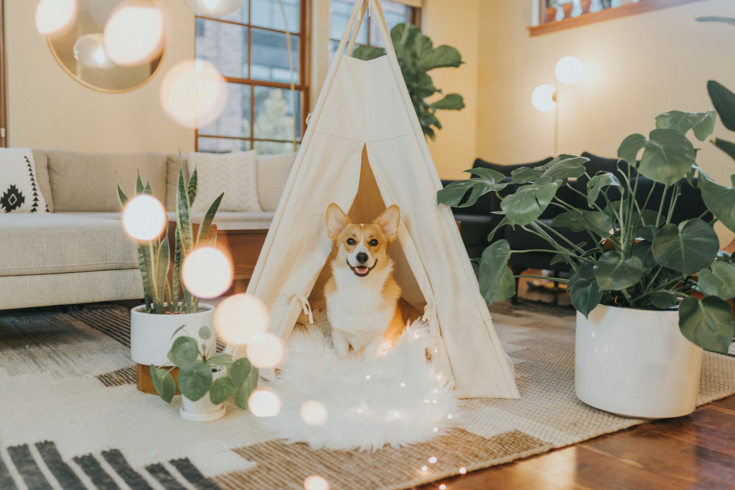 Welke kamerplanten zijn niet giftig voor honden?